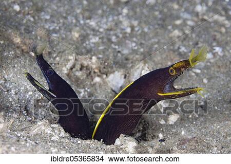Two juvenile ghost morays (Rhinomuraena quaesita), Ambon, Moluccas, Indonesia, Asia View Large Photo Image Picture - Two juvenile ghost morays (Rhinomuraena quaesita), Ambon, Moluccas, Indonesia, Asia. Fotosearch