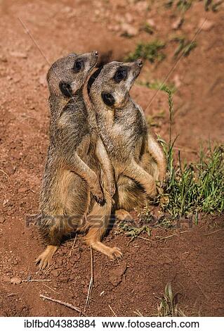 Two Meerkats (Suricata suricatta), sitting on the ground, watching out, captive, Leipzig, Saxony, Germany, Europe View Large Photo Image Picture - Two Meerkats (Suricata suricatta), sitting on the ground, watching out, captive, Leipzig, Saxony, Germany, Europe. Fotosearch