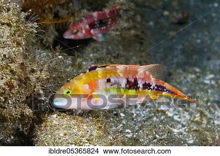 Picture - Two-spot wrasse, Cheilinus bimaculatus, Ambon, Moluccas, Indonesia, Asia. Fotosearch
