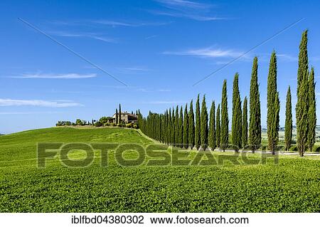 Stock Image - Typical green Tuscan landscape in Bagno Vignoni, Val d’Orcia, farm on hill, fields, cypresses and blue sky, San Quirico d’Orcia, Tuscany, Italy, Europe. Fotosearch