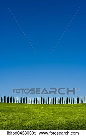 Stock Photography - Typical green Tuscan landscape in Bagno Vignoni, Val d’Orcia, fields, cypresses and blue sky, San Quirico d’Orcia, Tuscan, Italy, Europe. Fotosearch