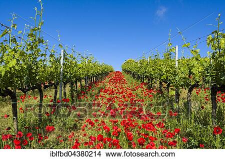 Typical green Tuscan landscape in Val d’Orcia with wineyards, poppies and a blue sky, Ascianello, Tuscany, Italy, Europe View Large Photo Image Picture - Typical green Tuscan landscape in Val d’Orcia with wineyards, poppies and a blue sky, Ascianello, Tuscany, Italy, Europe. Fotosearch