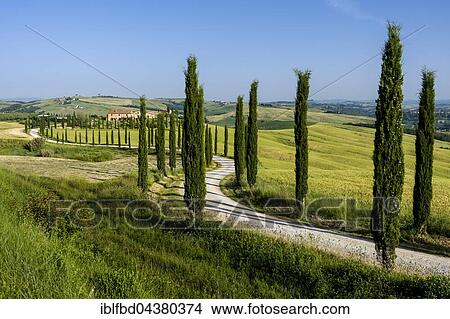 Picture - Typical green Tuscan landscape in Val d’Orcia, farm on hill, winding road, fields, cypresses and blue sky, Trequanda, Tuscany, Italy, Europe. Fotosearch