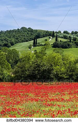 Typical green Tuscan landscape in Val d’Orcia with hills, trees, red poppies and blue, cloudy sky, San Giovanni d’Asso, Tuscany, Italy, Europe View Large Photo Image Picture - Typical green Tuscan landscape in Val d’Orcia with hills, trees, red poppies and blue, cloudy sky, San Giovanni d’Asso, Tuscany, Italy, Europe. Fotosearch