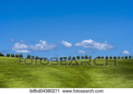 Stock Image - Typical green Tuscan landscape in Val d’Orcia with hills, trees, grain fields and blue, cloudy sky, Montalcino, Tuscan, Italy, Europe. Fotosearch