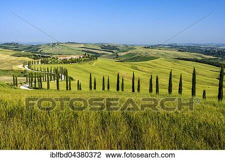 Typical green Tuscan landscape in Val d’Orcia, farm on hill, winding road, fields, cypresses and blue sky, Trequanda, Tuscany, Italy, Europe View Large Photo Image Stock Image - Typical green Tuscan landscape in Val d’Orcia, farm on hill, winding road, fields, cypresses and blue sky, Trequanda, Tuscany, Italy, Europe. Fotosearch