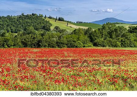 Typical green Tuscan landscape in Val d’Orcia with hills, trees, red poppies and blue, cloudy sky, San Giovanni d’Asso, Tuscany, Italy, Europe View Large Photo Image Stock Image - Typical green Tuscan landscape in Val d’Orcia with hills, trees, red poppies and blue, cloudy sky, San Giovanni d’Asso, Tuscany, Italy, Europe. Fotosearch