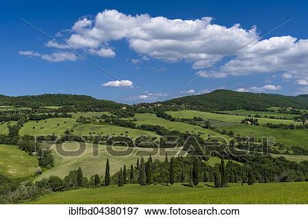 Typical green Tuscan landscape in Val d’Orcia with hills, trees, grain fields, cypresses and blue cloudy sky, La Foce, Tuscany, Italy, Europe View Large Photo Image Stock Photo - Typical green Tuscan landscape in Val d’Orcia with hills, trees, grain fields, cypresses and blue cloudy sky, La Foce, Tuscany, Italy, Europe. Fotosearch