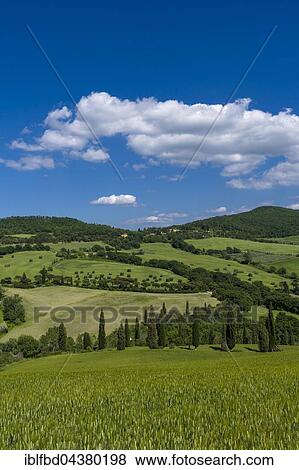 Typical green Tuscan landscape in Val d’Orcia with hills, trees, grain fields, cypresses and blue cloudy sky, La Foce, Tuscany, Italy, Europe View Large Photo Image Stock Photo - Typical green Tuscan landscape in Val d’Orcia with hills, trees, grain fields, cypresses and blue cloudy sky, La Foce, Tuscany, Italy, Europe. Fotosearch
