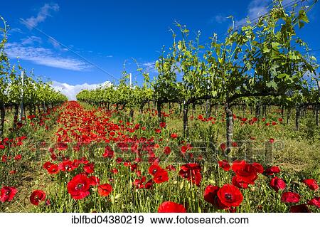 Typical green Tuscan landscape in Val d’Orcia with wineyards, poppies and a blue cloudy sky, Ascianello, Tuscany, Italy, Europe View Large Photo Image Stock Photo - Typical green Tuscan landscape in Val d’Orcia with wineyards, poppies and a blue cloudy sky, Ascianello, Tuscany, Italy, Europe. Fotosearch