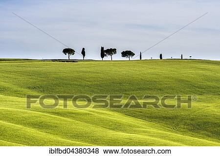 Typical green Tuscan landscape in Val d’Orcia with fields, pine trees, cypresses and blue, cloudy sky, San Quirico d’Orcia, Tuscan, Italy, Europe View Large Photo Image Stock Photo - Typical green Tuscan landscape in Val d’Orcia with fields, pine trees, cypresses and blue, cloudy sky, San Quirico d’Orcia, Tuscan, Italy, Europe. Fotosearch