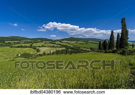 Typical green Tuscan landscape in Val d’Orcia with hills, trees, grain fields, cypresses and blue cloudy sky, La Foce, Tuscany, Italy, Europe View Large Photo Image Stock Photograph - Typical green Tuscan landscape in Val d’Orcia with hills, trees, grain fields, cypresses and blue cloudy sky, La Foce, Tuscany, Italy, Europe. Fotosearch