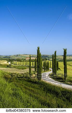 Stock Photography - Typical green Tuscan landscape in Val d’Orcia, farm on hill, winding road, fields, cypresses and blue sky, Trequanda, Tuscany, Italy, Europe. Fotosearch