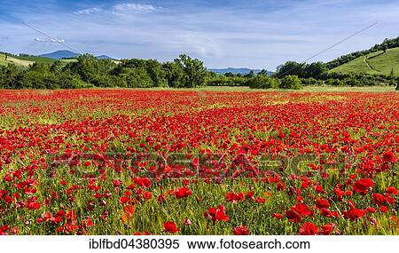 Typical green Tuscan landscape in Val d’Orcia with hills, trees, red poppies and blue, cloudy sky, San Giovanni d’Asso, Tuscany, Italy, Europe View Large Photo Image Stock Photography - Typical green Tuscan landscape in Val d’Orcia with hills, trees, red poppies and blue, cloudy sky, San Giovanni d’Asso, Tuscany, Italy, Europe. Fotosearch