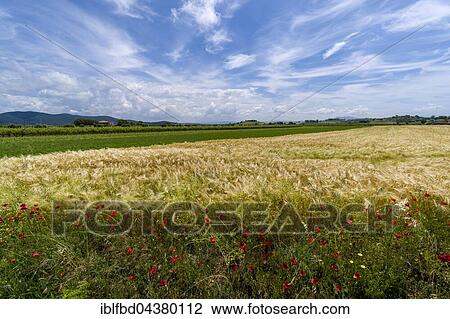 Typical green Tuscan landscape with hills, wineyards, poppies, grain field, farmhouse and blue, cloudy sky, Castiglione di Pescaia, Tuscany, Italy, Europe View Large Photo Image Stock Image - Typical green Tuscan landscape with hills, wineyards, poppies, grain field, farmhouse and blue, cloudy sky, Castiglione di Pescaia, Tuscany, Italy, Europe. Fotosearch
