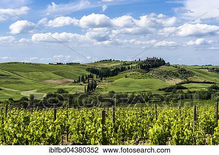 Typical green Tuscany landscape with a farm on a hill, wineyards, olive plantations, blue sky, Val d’Orcia, San Quirico d’Orcia, Tuscany, Italy, Europe View Large Photo Image Stock Image - Typical green Tuscany landscape with a farm on a hill, wineyards, olive plantations, blue sky, Val d’Orcia, San Quirico d’Orcia, Tuscany, Italy, Europe. Fotosearch