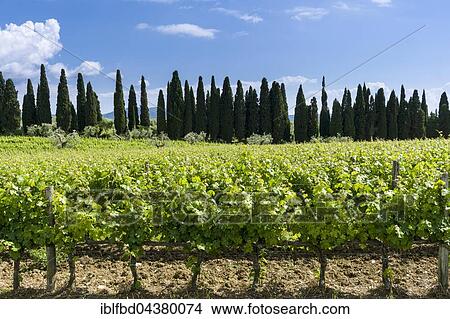 Picture - Typical green Tuscany landscape with cypresses, wineyards and blue, cloudy sky, Cassare, Tuscany, Italy, Europe. Fotosearch
