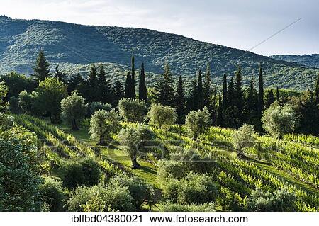 Typical green Tuscany landscape with cypresses, olive trees and wineyards, Boligheri, Tuscany, Italy, Europe View Large Photo Image Stock Image - Typical green Tuscany landscape with cypresses, olive trees and wineyards, Boligheri, Tuscany, Italy, Europe. Fotosearch