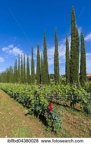 Stock Photo - Typical green Tuscany landscape with cypresses, wineyards and red rose flowers, Boligheri, Tuscany, Italy, Europe. Fotosearch