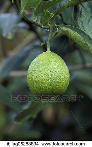 Picture - Um, lemon, lemon tree (Citrus limon), Hawaii. Fotosearch