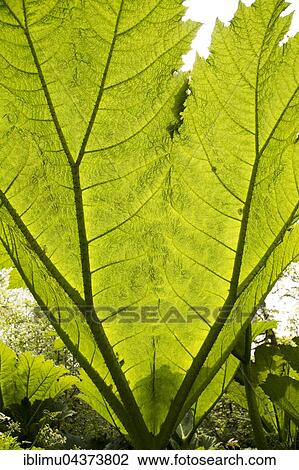 Underneath huge leaf of Giant Gunnera plant (Gunnera manicata), growing wild, Trenoweth, near St Keverne, Cornwall, England View Large Photo Image Stock Image - Underneath huge leaf of Giant Gunnera plant (Gunnera manicata), growing wild, Trenoweth, near St Keverne, Cornwall, England. Fotosearch