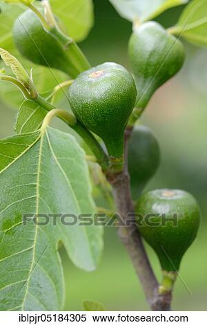 Unripe figs (Ficus carica) View Large Photo Image Stock Photography - Unripe figs (Ficus carica). Fotosearch