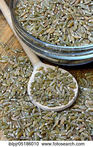 Stock Image - Unripe spelt grain, unripe spelt grain in cooking spoon, grain, Dinkel wheatgrains. Fotosearch