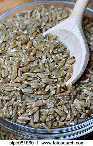 Unripe spelt grain, unripe spelt grain in cooking spoon, grain, Dinkel wheatgrains View Large Photo Image Stock Image - Unripe spelt grain, unripe spelt grain in cooking spoon, grain, Dinkel wheatgrains. Fotosearch