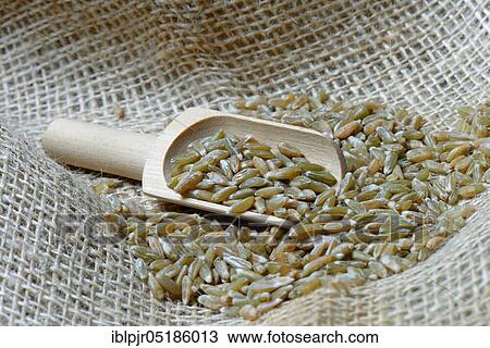 Stock Image - Unripe spelt grain, unripe spelt grain in shovel, grain, Dinkel wheatgrains. Fotosearch