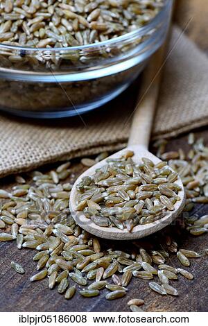 Unripe spelt grain, unripe spelt grain in cooking spoon, grain, Dinkel wheatgrains View Large Photo Image Stock Photo - Unripe spelt grain, unripe spelt grain in cooking spoon, grain, Dinkel wheatgrains. Fotosearch