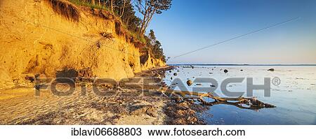 Uprooted tree on the cliff of the Baltic Sea in the evening light, Poel Island, Mecklenburg-Western Pomerania, Germany, Europe View Large Photo Image Stock Image - Uprooted tree on the cliff of the Baltic Sea in the evening light, Poel Island, Mecklenburg-Western Pomerania, Germany, Europe. Fotosearch