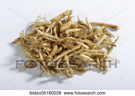 Valerian, root (Valeriana officinalis) View Large Photo Image Stock Photo - Valerian, root (Valeriana officinalis). Fotosearch