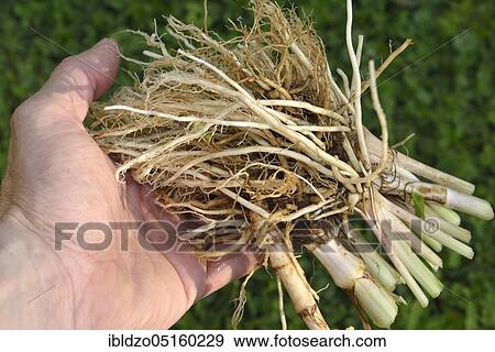Valerian, root (Valeriana officinalis) View Large Photo Image Stock Photo - Valerian, root (Valeriana officinalis). Fotosearch