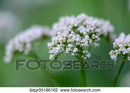 Valerian ( Valeriana officinalis) sort of Erfurt View Large Photo Image Stock Image - Valerian ( Valeriana officinalis) sort of Erfurt. Fotosearch