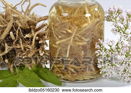 Valerian (Valeriana officinalis), Valerian tincture View Large Photo Image Stock Image - Valerian (Valeriana officinalis), Valerian tincture. Fotosearch