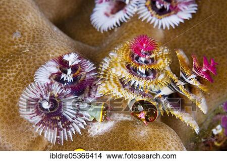 Picture - Variegated spirochete (Spirobranchus giganteus), Florida Islands, Solomon Islands, Oceania. Fotosearch