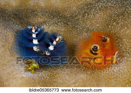 Variegated tubeworms (Spirobranchus giganteus), Kai Islands, Moluccas, Indonesia, Asia View Large Photo Image Stock Image - Variegated tubeworms (Spirobranchus giganteus), Kai Islands, Moluccas, Indonesia, Asia. Fotosearch