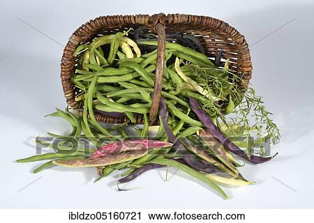 Stock Image - Various bush beans (Phaseolus vulgaris nanus). Fotosearch