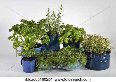 Various herbs in old bowls and cups, parsley (Petroselinum crispum), rosemary, cress, basil (Ocimum basilicum), thyme (Lepidium sativum) (Thymus vulgaris) View Large Photo Image Picture - Various herbs in old bowls and cups, parsley (Petroselinum crispum), rosemary, cress, basil (Ocimum basilicum), thyme (Lepidium sativum) (Thymus vulgaris). Fotosearch