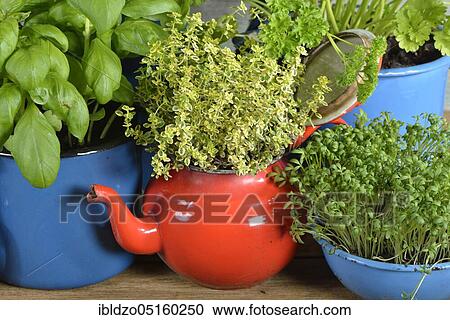 Various herbs in old bowls and cups, parsley (Petroselinum crispum), rosemary, cress, basil (Ocimum basilicum), thyme (Lepidium sativum) (Thymus vulgaris) View Large Photo Image Stock Image - Various herbs in old bowls and cups, parsley (Petroselinum crispum), rosemary, cress, basil (Ocimum basilicum), thyme (Lepidium sativum) (Thymus vulgaris). Fotosearch