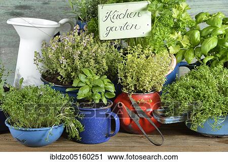 Various herbs in old bowls and cups, parsley (Petroselinum crispum), rosemary, cress, basil (Ocimum basilicum), thyme (Lepidium sativum) (Thymus vulgaris) View Large Photo Image Stock Image - Various herbs in old bowls and cups, parsley (Petroselinum crispum), rosemary, cress, basil (Ocimum basilicum), thyme (Lepidium sativum) (Thymus vulgaris). Fotosearch