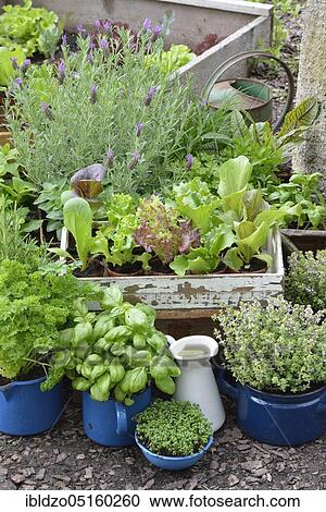 Various herbs in old bowls and cups, parsley (Petroselinum crispum), cress, basil (Ocimum basilicum), thyme (Lepidium sativum) (Thymus vulgaris) View Large Photo Image Stock Image - Various herbs in old bowls and cups, parsley (Petroselinum crispum), cress, basil (Ocimum basilicum), thyme (Lepidium sativum) (Thymus vulgaris). Fotosearch