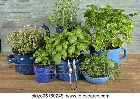 Various herbs in old bowls and cups, parsley (Petroselinum crispum), rosemary, cress, basil (Ocimum basilicum), thyme (Lepidium sativum) (Thymus vulgaris) View Large Photo Image Stock Photo - Various herbs in old bowls and cups, parsley (Petroselinum crispum), rosemary, cress, basil (Ocimum basilicum), thyme (Lepidium sativum) (Thymus vulgaris). Fotosearch