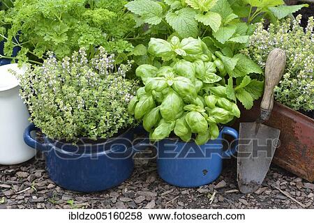 Various herbs in old bowls and cups, parsley (Petroselinum crispum), cress, basil (Ocimum basilicum), thyme (Lepidium sativum) (Thymus vulgaris) View Large Photo Image Stock Photo - Various herbs in old bowls and cups, parsley (Petroselinum crispum), cress, basil (Ocimum basilicum), thyme (Lepidium sativum) (Thymus vulgaris). Fotosearch