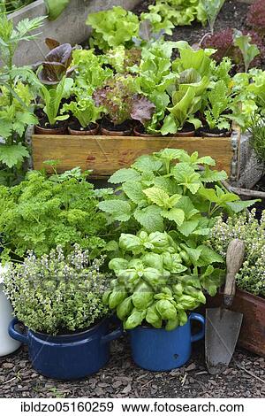 Various herbs in old bowls and cups, parsley (Petroselinum crispum), cress, basil (Ocimum basilicum), thyme (Lepidium sativum) (Thymus vulgaris) View Large Photo Image Stock Photo - Various herbs in old bowls and cups, parsley (Petroselinum crispum), cress, basil (Ocimum basilicum), thyme (Lepidium sativum) (Thymus vulgaris). Fotosearch