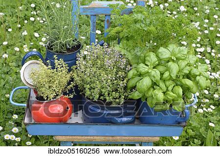 Various herbs in old bowls and cups, parsley (Petroselinum crispum), rosemary, cress, basil (Ocimum basilicum), thyme (Lepidium sativum) (Thymus vulgaris) View Large Photo Image Stock Photograph - Various herbs in old bowls and cups, parsley (Petroselinum crispum), rosemary, cress, basil (Ocimum basilicum), thyme (Lepidium sativum) (Thymus vulgaris). Fotosearch