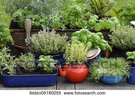 Stock Photography - Various herbs in old bowls and cups, parsley (Petroselinum crispum), rosemary, cress, basil (Ocimum basilicum), thyme (Lepidium sativum) (Thymus vulgaris). Fotosearch