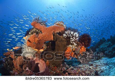 Various sponges on the reef, Kai Islands, Moluccas, Indonesia, Asia View Large Photo Image Stock Image - Various sponges on the reef, Kai Islands, Moluccas, Indonesia, Asia. Fotosearch