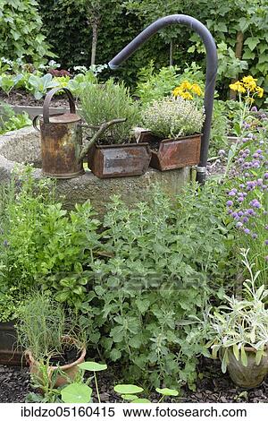 Vegetable and herb garden, chives (Allium schoenoprasum), andorn, Greek mountain tea, thyme (Marrubium vulgare) (Sideritis scardica) View Large Photo Image Stock Photography - Vegetable and herb garden, chives (Allium schoenoprasum), andorn, Greek mountain tea, thyme (Marrubium vulgare) (Sideritis scardica). Fotosearch
