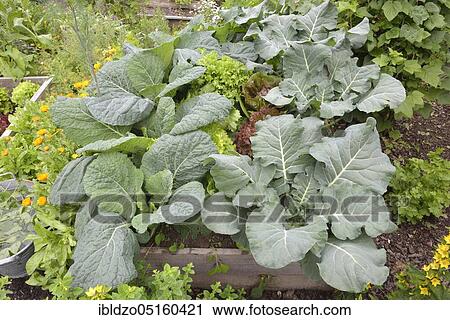Vegetable patch with broccoli, savoy cabbage (Brassica oleracea convar. capitata var. sabauda), marigolds (Brassica oleracea) View Large Photo Image Stock Image - Vegetable patch with broccoli, savoy cabbage (Brassica oleracea convar. capitata var. sabauda), marigolds (Brassica oleracea). Fotosearch